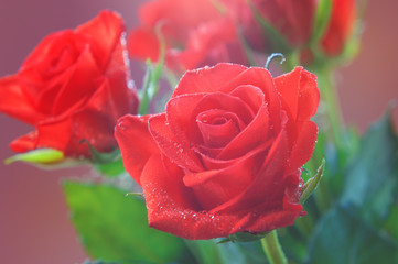 Bouquet of red roses with a raindrops illuminated by sun (toned)