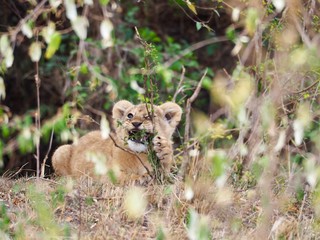 small lion at Kenya 