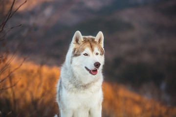 Close-up portrait of Siberian Husky dog sitting on the snow in the winter forest at sunset on mountain background.