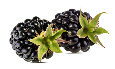 Fresh blackberry isolated on white background with clipping path