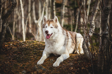 Portrait of gorgeous and prideful Siberian Husky dog with tonque hanging out lying in the forest in late autumn.