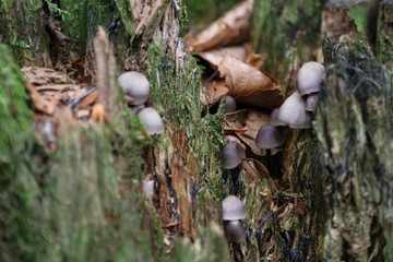 A FUNGHI NEL BOSCO