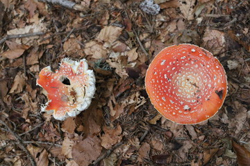 A FUNGHI NEL BOSCO