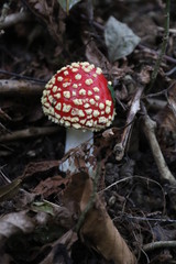A FUNGHI NEL BOSCO