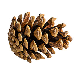 Brown pine cone on white background with clipping pass