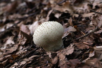 A FUNGHI NEL BOSCO