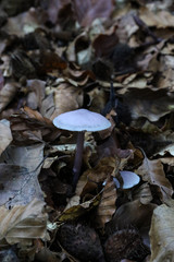 A FUNGHI NEL BOSCO