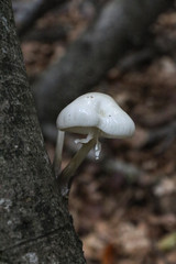 A FUNGHI NEL BOSCO