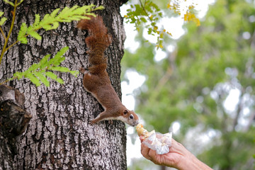 Close-up a hands of thai asian old man who was sending bread to give a squirrel on a tree in public park on the morning.