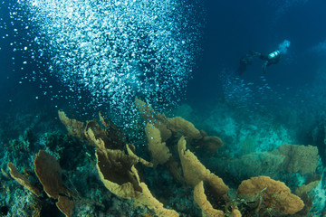 Fototapeta na wymiar gorgonaria in thr red sea