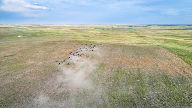 cattle on a dry prairie in western Nebraska