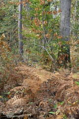 foug&egrave;res dans les bois