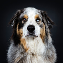 Head shot of handsome Australian Shepherd dog  front view looking majestic in lens with brown and blue spotted eyes. Mouth closed. Isolated on black background.