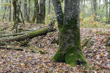 mousse verte sur un arbre 
