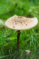 one big mushroom close-up in the forest