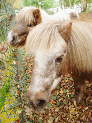 Close-up of two ponies, shetland pony heads  together looking up, angle from above