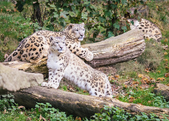 Two leopards resting on a trees on a green field