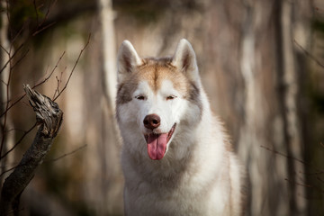 Close-up Portrait of beautiful dog breed Siberian Husky sitting in the late autumn forest on birch trees background