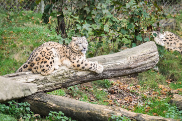 Naklejka na ściany i meble One leopard resting on a tree on a green field