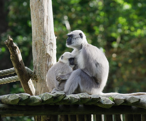 Vervet monkey mother with child monkey breastfeeding