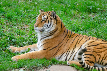 Big wild tiger, adult china Asian tiger resting on the grass outdoors