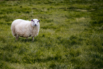 Icelandic sheep on the pasture