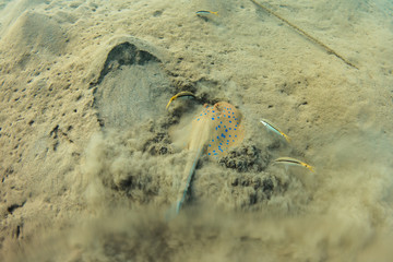 Blue stingray in the sand
