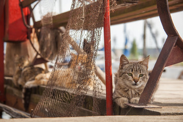 cat on the roof