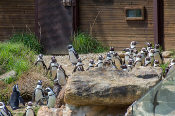 Peaugres © seb hovaguimian