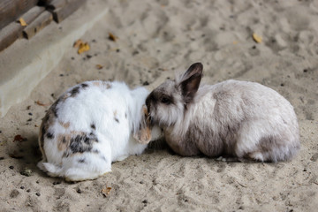 Full body of pair multicolor domestic pygmy rabbits