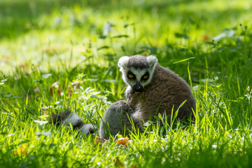 Fototapeta premium Peaugres