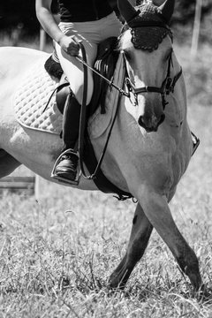 cavallo