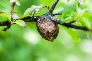 Brown butterfly chrysalis with gold dots in the leaves