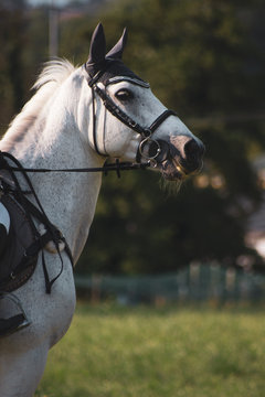 cavallo