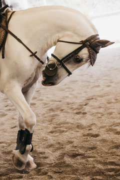pony