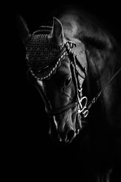 Cavallo
