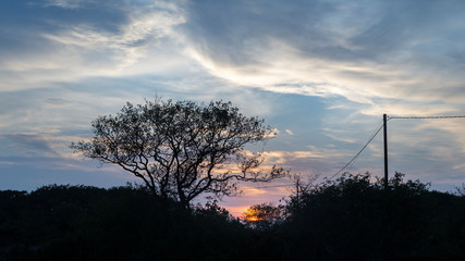 Midnight sun with tree silhouette.