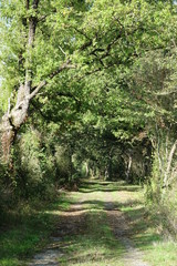 Chemin de randonnée en forêt