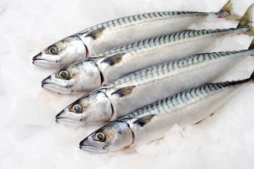 Macrela fish