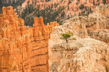 Einsamer Baum hoch auf Felsen umgeben von Stein, Bryce Canyon National Park, Utah, USA