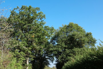 arbres et ciel bleu