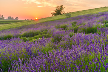 Blooming lavender fields in Poland, beautfiul sunrise