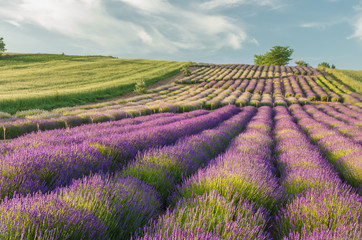 Fototapeta na wymiar Blooming lavender field landscape in Little Poland