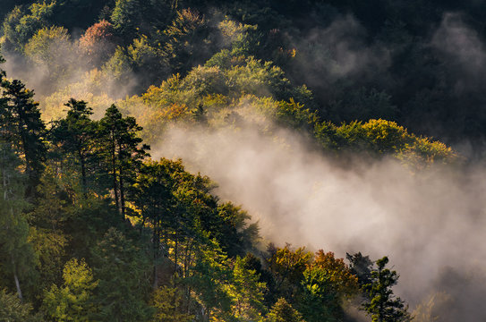 Fototapeta Morning mists and colorful autumn forest landscape in the mountains