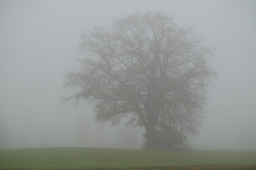 Einsame Hütte im Herbstnebel