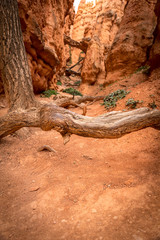 Tiefe, rote, trockene felsschlucht mit Baum im Vordergrund, Bryce Canyon National Park, Utah, USA
