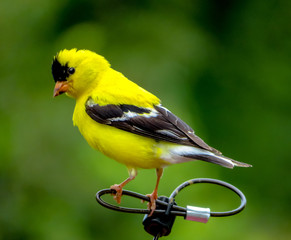 Fototapeta premium American Gold Finch