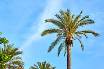            Palm tree against a blue cloudy sky in daylight.                     