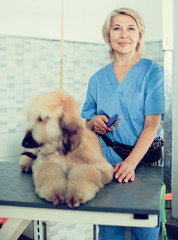 professional combing puppy in hairdresser