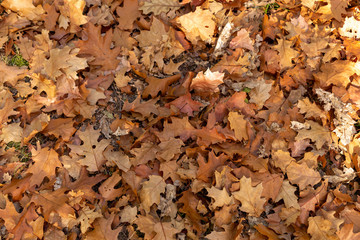feuille de chêne en automne